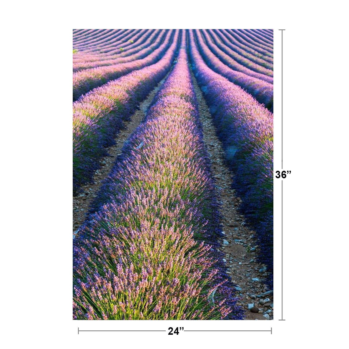 Lavender flower bloom art photography Provence France 8" x 10" print FREE SHIP 