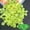 F, variant on Tarmeek 300pcs Yellow Glow in Dark Pebbles Aquarium Fish Tank Decor Fluorescent Stones Warm Sunny Theme Garden Micro Landscape