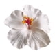 thumbnail image 2 of Flor Fusang simulada Flor hawaiana Tocado Accesorios Pinza para el cabello Pinza para el cabello, 2 of 7