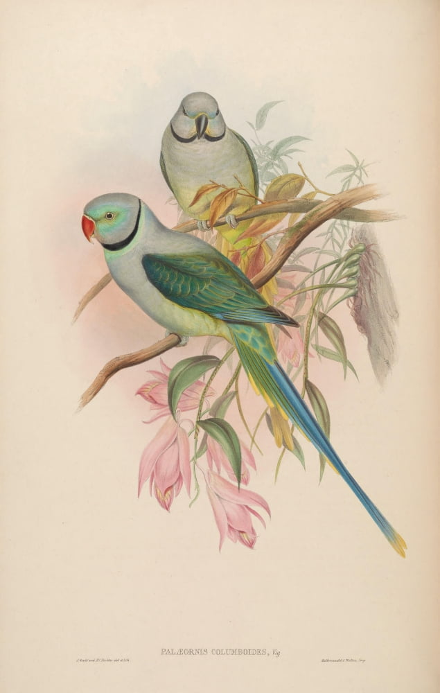 Birds Of Asia 1850