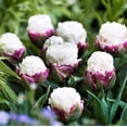 thumbnail image 2 of Ice Cream Tulip Bulbs - Double Peony Tulips, Exotic Live Plants, Ships from Iowa, USA (2 Bulbs), 2 of 4