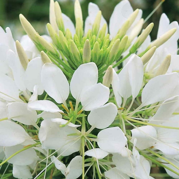 Outsidepride Cleome White - 2000 Seeds