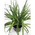 thumbnail image 2 of Hirt's Gardens Lemon Grass Plant - Cymbopogon - 6" Pot, 2 of 4
