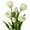 Cream White, variant on 6 Pcs Tulips Artificial Flowers Real Touch Fake Latex Tulips Flowers for Mother's Day 14" Faux Flowers for Vase Centerpieces Home Wedding Bouquet,Coral Red