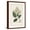 Brown Frame, variant on Art.com Antique Turpin Botanical V Art Print by 0 Turpin, Brown Frame Wall Art, 21" x 29"