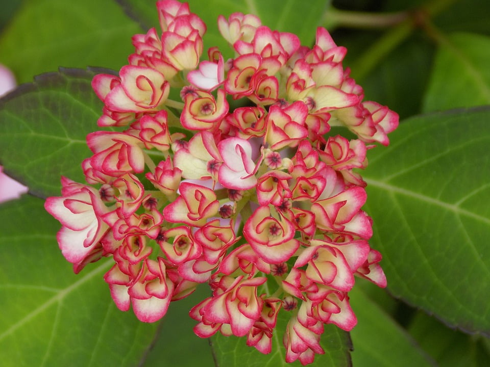 Hydrangea Bud Flower Plant Pink12 Inch BY 18 Inch