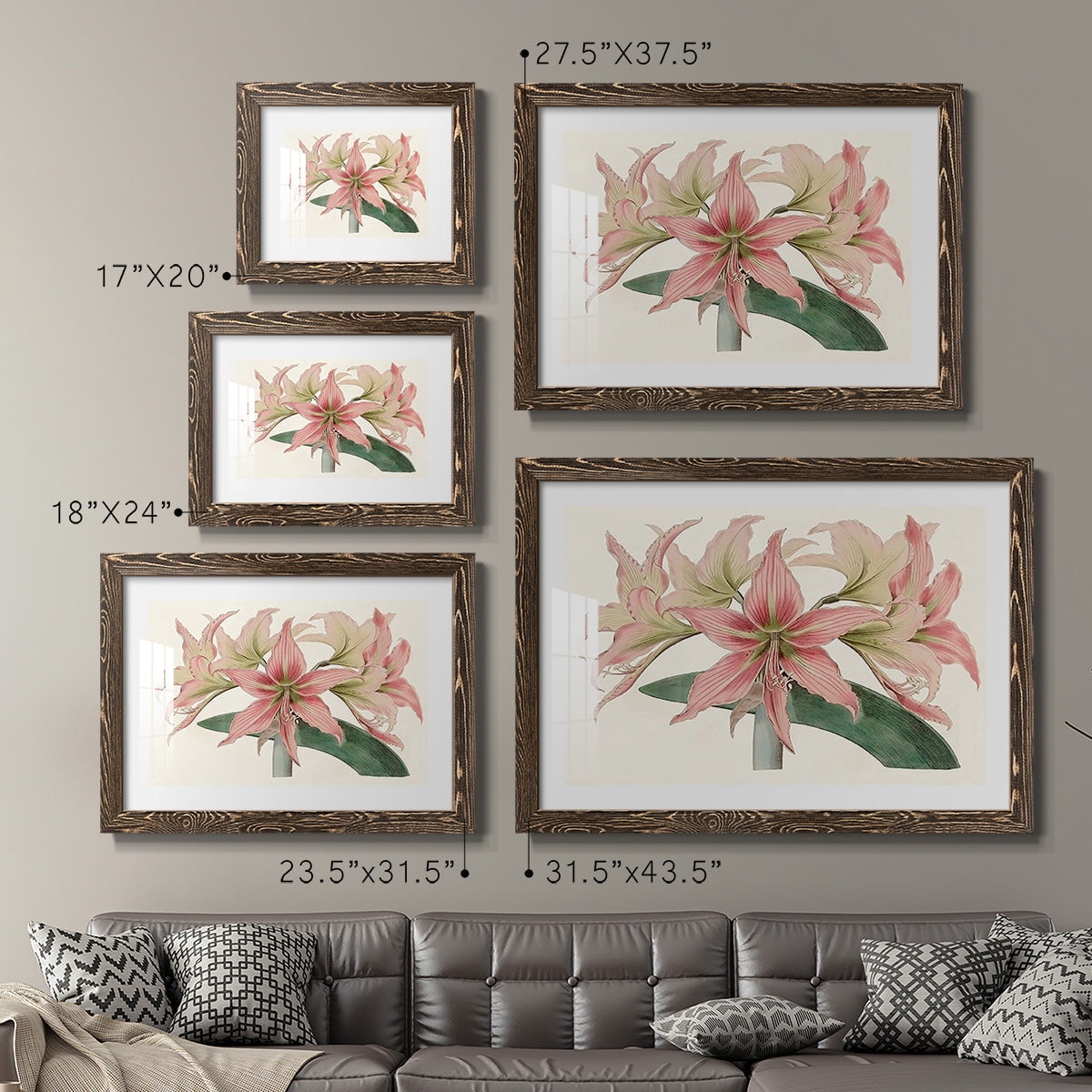 Amaryllis Varietals I-Premium Framed Print - Ready to Hang