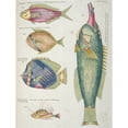 thumbnail image 2 of Colourful Illustration Of Five Fish Poster Print By Mary Evans Natural History Museum (24 X 36), 2 of 4