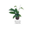 thumbnail image 2 of Hoya Pubicalyx in a 2 inch Pot, Live Rooted Potted Rare Succulent, 2 of 7