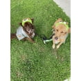 thumbnail image 3 of Pet Krewe Dog Taco Costume - Funny Food Halloween Pet Outfit Costumes for Small, Medium, Large Cats and Dogs. (Small), 3 of 8