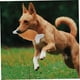thumbnail image 4 of Interactive Chew Toy for Dogs, Squeaky Plush Toy in Chicken Leg Shape for Dental Care and Behavior Improvement for Small Dogs and Cats, 4 of 5