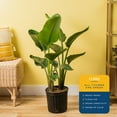 thumbnail image 3 of Costa Farms 36" White Bird of Paradise Live Plants in 8.75" Grower Pot, 3 of 10