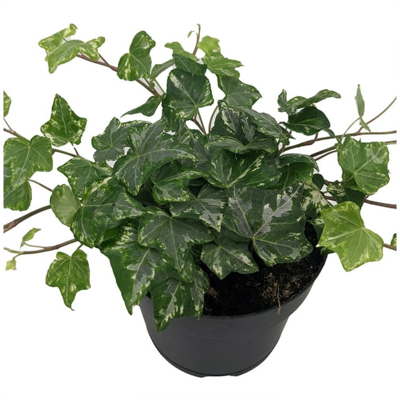 Stardust English Ivy - Hedera - 4" Pot - Indoors