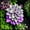 A, variant on Delicate Hosta—Lush Foliage—Brightens up dark garden corners——Year-Round ornamental appeal