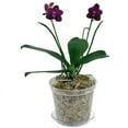 thumbnail image 5 of 3" Clear Slotted Orchid Pot (3 Pack) by rePotme, 5 of 5