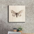 thumbnail image 3 of Epic Graffiti 'Sepia Moth' by Incado, Giclee Canvas Wall Art, 18"x18", 3 of 8