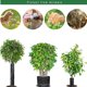 thumbnail image 3 of NegroPaquete de 10 protectores de troncos de plantas para proteger la corteza verde, malla ajustable para plántulas, plantas jóvenes marrón, 3 of 5