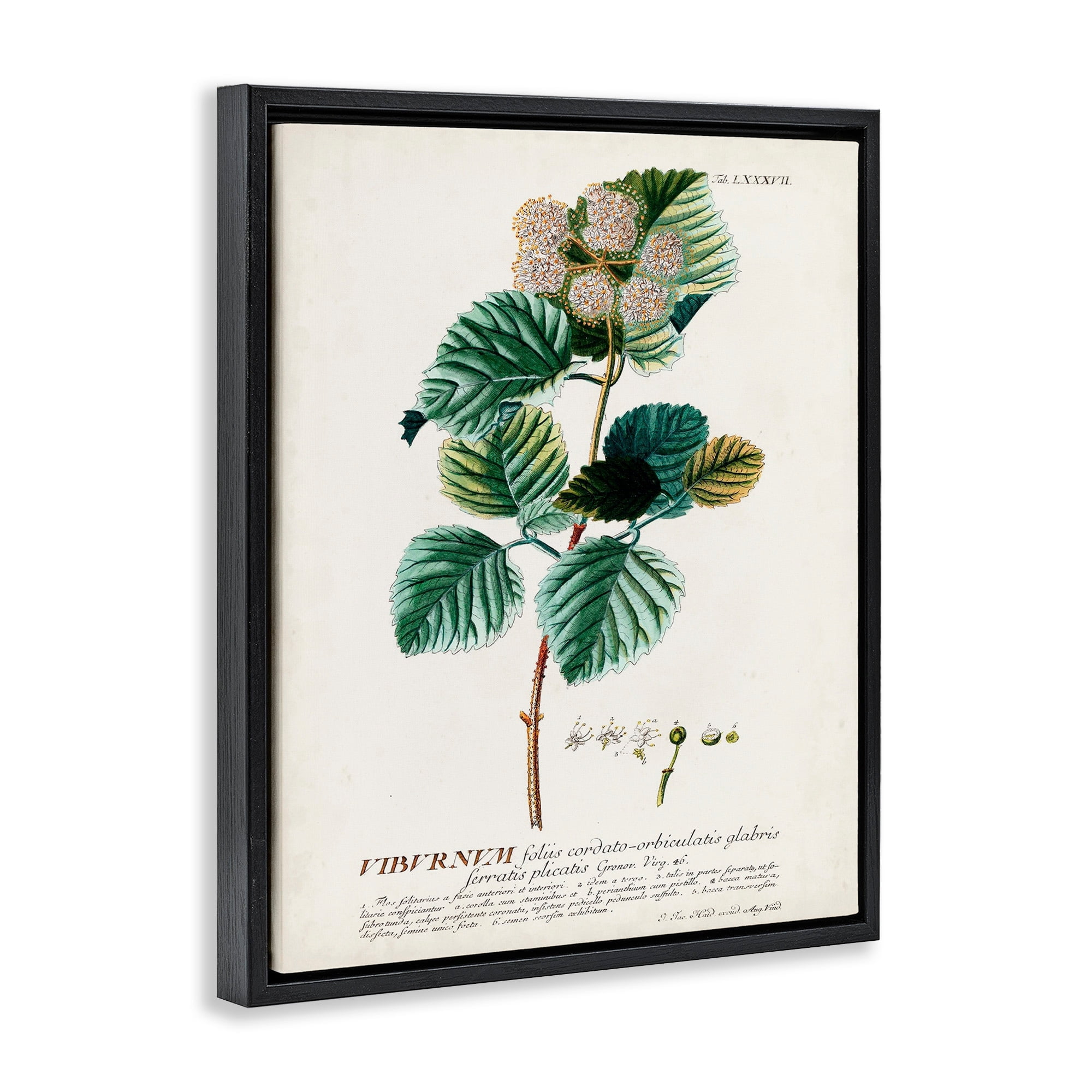 Stupell Industries Botanical Plant Illustration Seeds Vintage Design Jet Black Framed Floating Canvas Wall Art, 24x30, by World Art Group