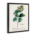 thumbnail image 3 of Stupell Industries Botanical Plant Illustration Seeds Vintage Design Jet Black Framed Floating Canvas Wall Art, 16x20, by World Art Group, 3 of 5