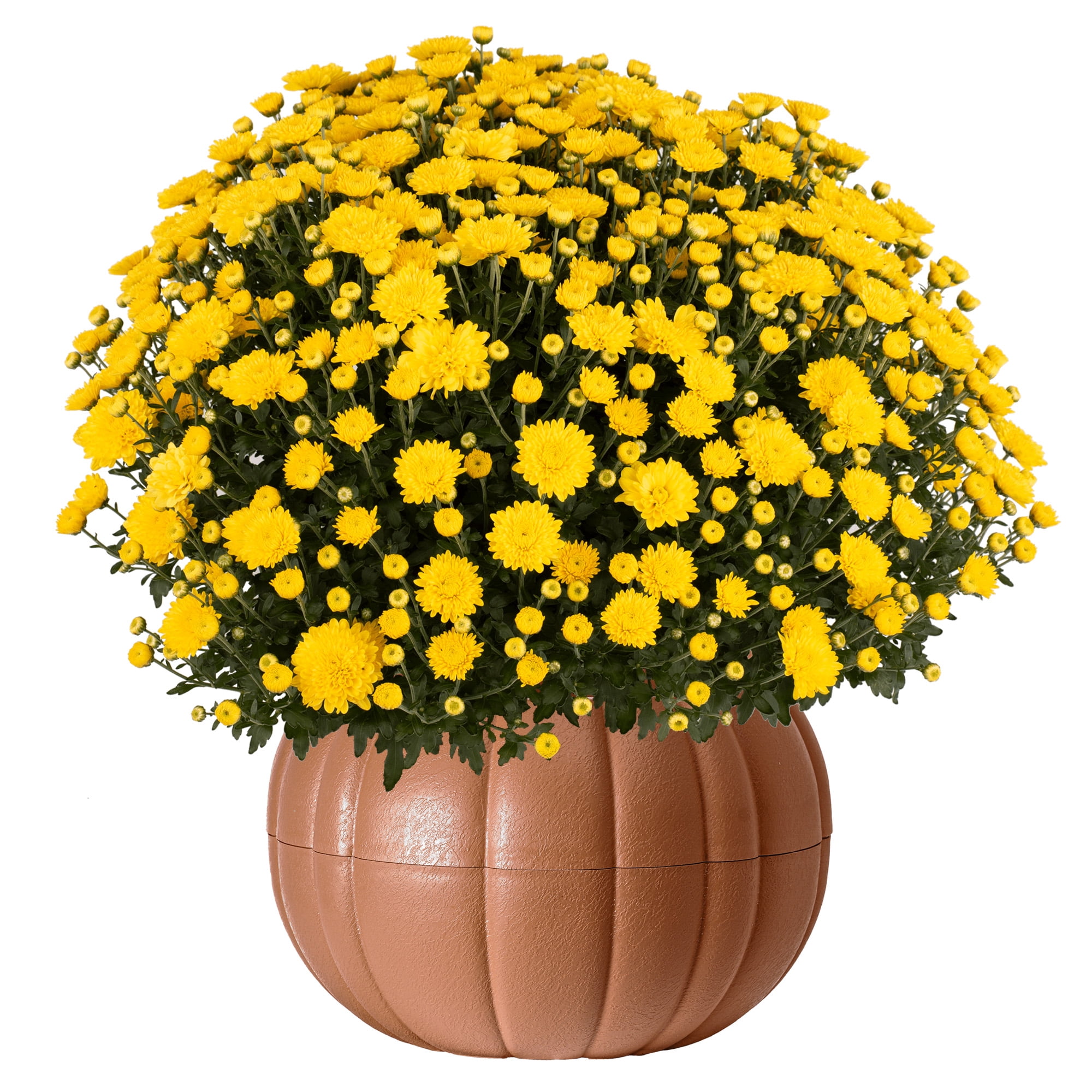 Better Homes & Gardens Assorted Mum Plant in Terracotta Clay Colored Pumpkin Planter, 3.0QT