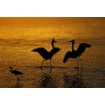 thumbnail image 2 of Morris, Arthur 32x23 Gold Ornate Wood Framed with Double Matting Museum Art Print Titled - Silhouettes of reddish egrets in mating dance, 2 of 4