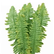 (2 pack) Komodo Reptile Green Artificial Silk Fern Plant for Tank, Aquarium Decor