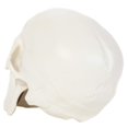 Anatomy Lab 3-Part Life-Size Human Skull Model with Removable Cap and ...