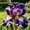 D, variant on Premium Iris For Planting-Perennial Ornamental-Perfect for Beds-Garden Decoration(Non-Artificial)