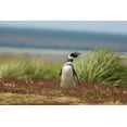 thumbnail image 2 of Illg, Cathy and Gordon 32x23 White Modern Wood Framed Museum Art Print Titled - Sea Lion Island Solitary Magellanic penguin, 2 of 4