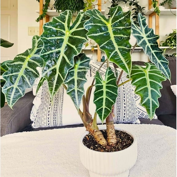 Alocasia Amazonica Live Plant 2 Feet Tall for Planting, African Mask Plant, Amazonian Elephant Ear Plant, Tropical Houseplant