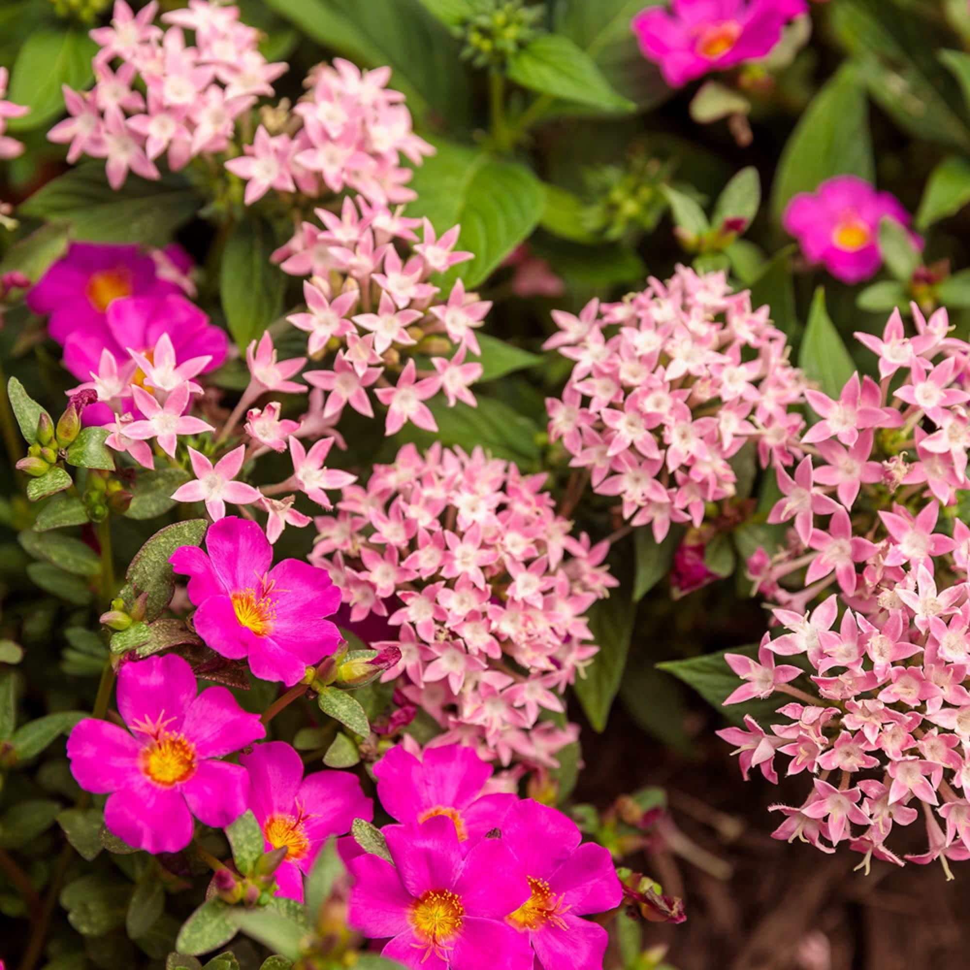 Proven Winners 4" Sunstar Pink Egyptian Star Flower Live Plant in 4.25" Pot (4 Count)