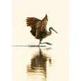 thumbnail image 2 of Friel, Bernard 18x24 Black Ornate Wood Framed with Double Matting Museum Art Print Titled - USA-Florida-Sarasota-Myakka River State Park-Wading Bird-Feeding-Limpkin, 2 of 4