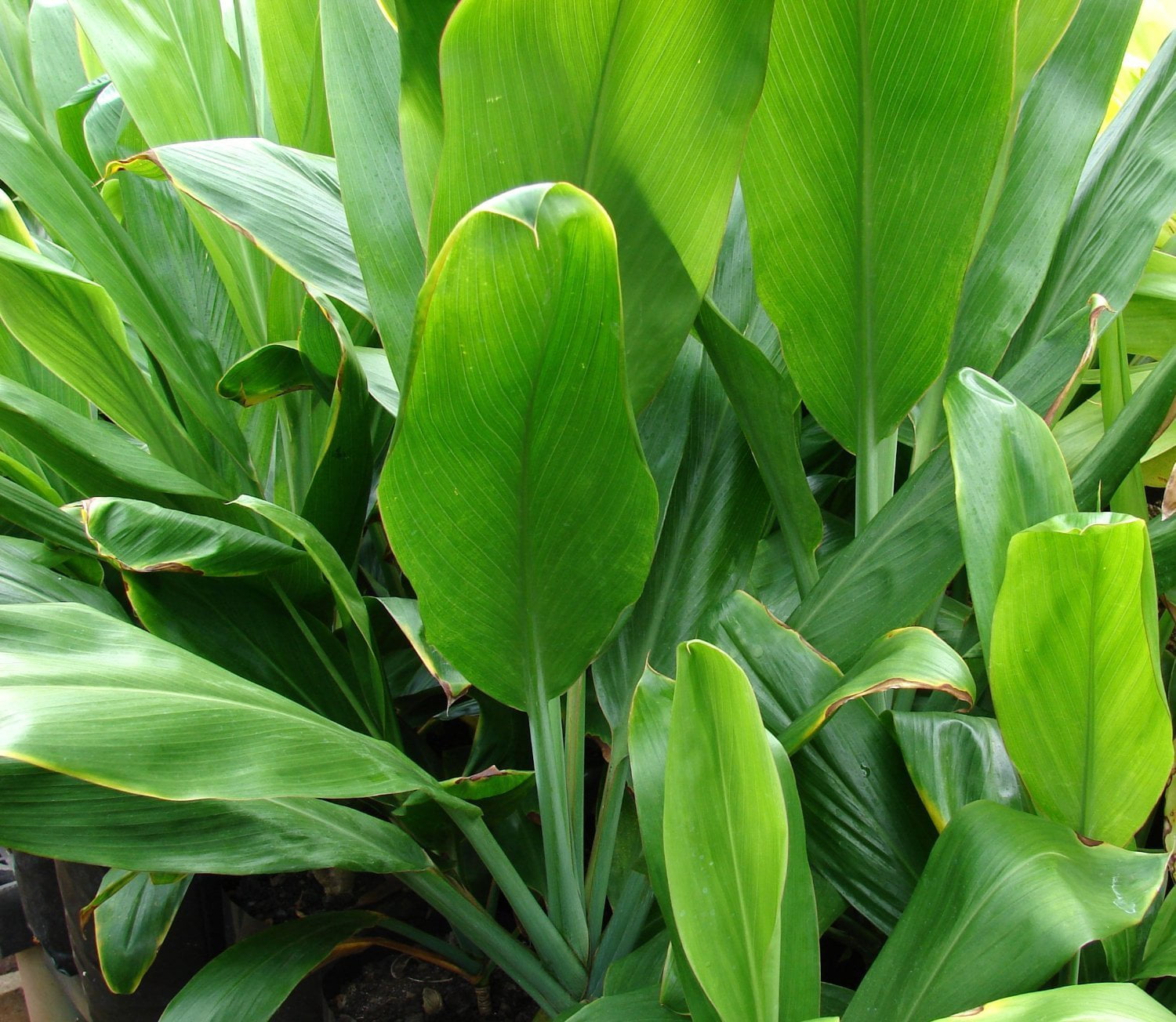 Live Green Cordyline Fruticosa Ti Leaf Plant Cutting 1 Pk (2 Logs