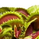 thumbnail image 1 of 100 Unids Venus Flytrap Semillas Plantación de Semillas de Plantas para Interiores Exteriores Balcón Jardín, 1 of 4