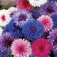 thumbnail image 4 of Ferry-Morse 570MG Bachelor Button Cyanus Double Mixed Colors Annual Flower Seeds, Full Sun, 4 of 11