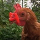 thumbnail image 5 of 500Pieces Chicken Pinless Peepers Anteojos Eye Gsses Gallo Los 7cm Sunnimix Suministros para granjas de pollos, 5 of 8