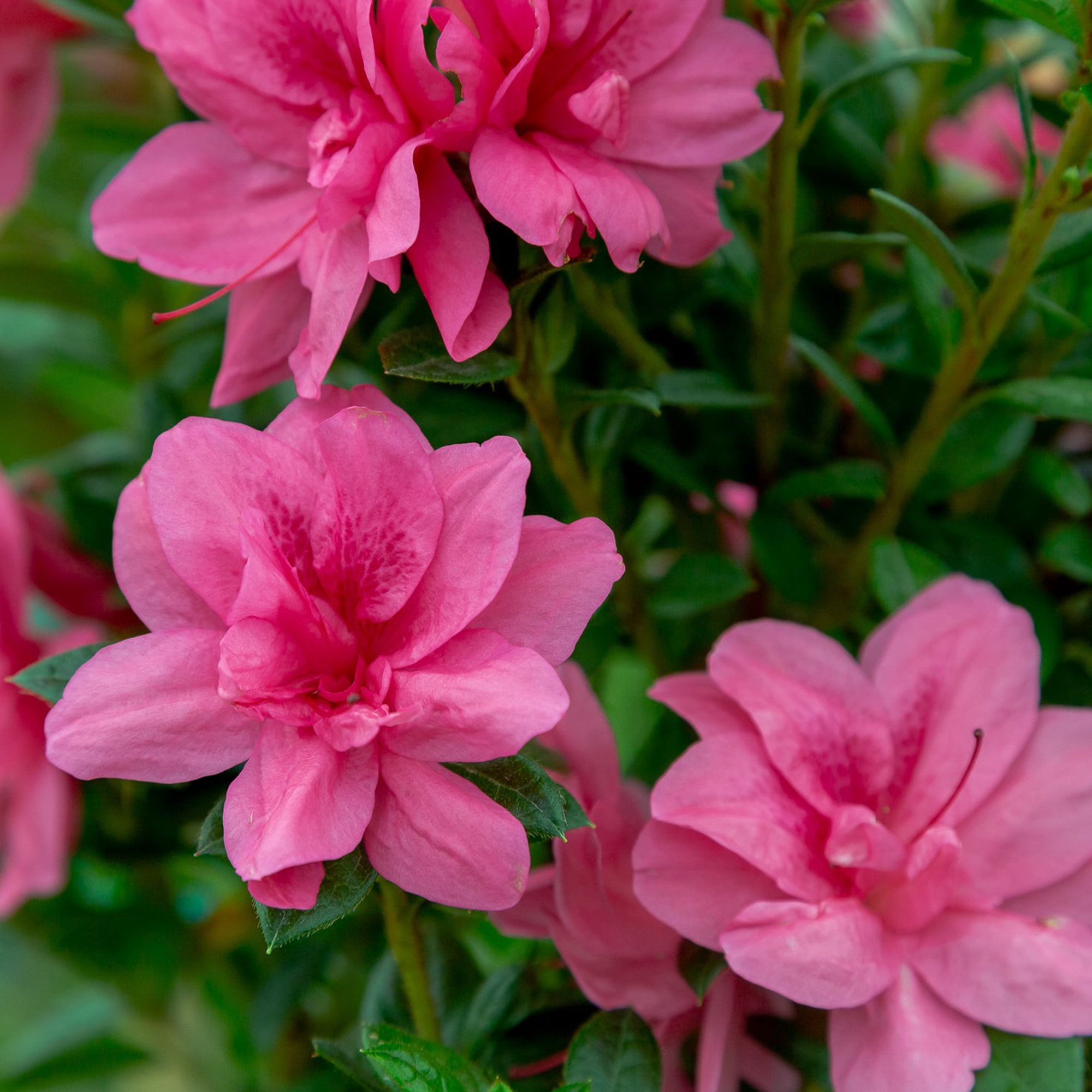 Encore Azalea Autumn Empress Live Shrub (1 Gallon)