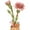 Pink Carnation, variant on ROKR Flower Bouquet 3D Wooden Puzzle DIY Model Building Kits Toys for Adult Thanksgiving Day Mother's Day＆Teachers' Day＆Birthday Gifts,581PCS