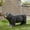 Black-Black, variant on MIKIBAMA Dog Bench, Outdoor Bench, Matte Black + Black, No Assembly Required