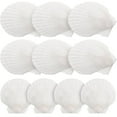 thumbnail image 1 of CNKOO 10pcs Scallop Shells DIY Seashell DIY Craft Material DIY Wedding Home Decoration, 1 of 5