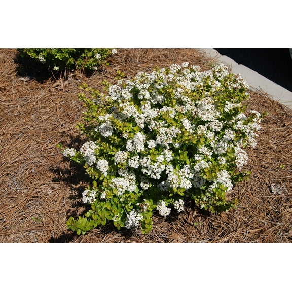 Viburnum Mrs. Schiller's Delight I 10 Live Plants I Dwarf Obovatum I Evergreen Shrub with Fragrant White Blooms, Ideal for Hedges, Borders, and Ornamental Landscaping