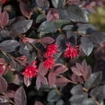 thumbnail image 2 of Southern Living Red Diamond Loropetalum Live Shrub in 2-Gallon Grower Pot, 2 of 7