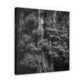 thumbnail image 2 of Redwood Glory Unseen - Canvas, 2 of 10