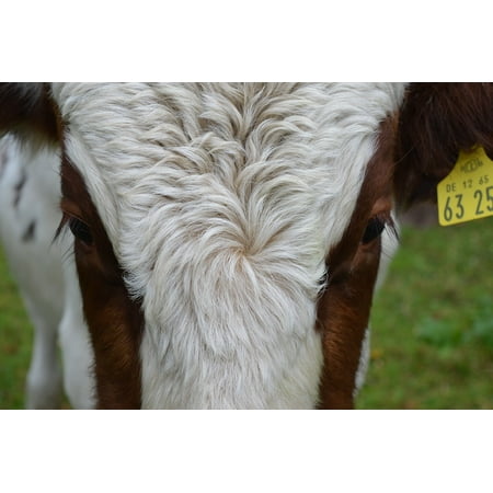 Cow Eye - LAMINATED POSTER Simmental Cattle Beef Eyes Cow Poster Print 24 x 36