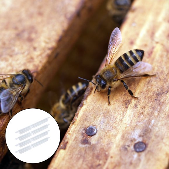 BESTYASH 4Ud Herramienta Para Apicultura Alimentador De Abejas De Con Extendida