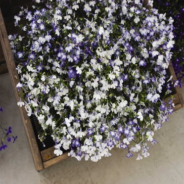 Lobelia Flower Garden Seeds - Regatta Series, Sky Blue - 1000 Seeds - Trailing, Annual Flower Gardening Seed - Lobelia erinus
