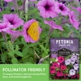 thumbnail image 5 of 2 packs Dwarf Petunia Seed Mix - Heirloom Full Sun Biennial Flower, 5 of 8