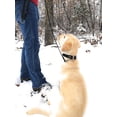 thumbnail image 2 of Regal Dog Products Waterproof Leash – 5 ft. Black Dog Leash with Easy to Use Collar Hook, Lightweight, and Proof Training Pet Lead with Vinyl-Coated Webbing for Small, Medium, Large, or XL Dogs, 2 of 9