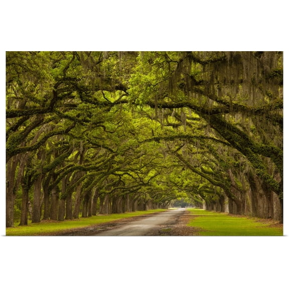 Great BIG Canvas | Rolled Joanne Wells Poster Print entitled Georgia, Savannah, Mile long oak drive at Historic Wormsloe Plantation