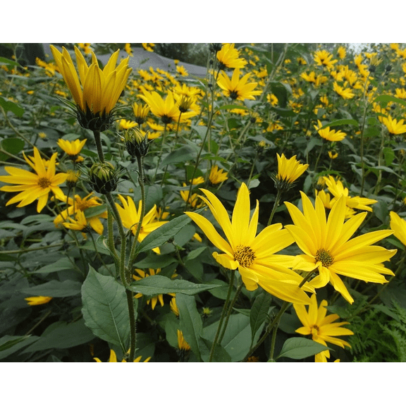 50 Seeds White Jerusalem Artichokes for Planting (Sunchokes) - Sunroot Helianthus Tuberosus Seeds Not tuber